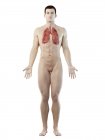 Pulmões em anatomia do corpo masculino, ilustração computacional . — Fotografia de Stock
