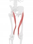Human skeleton with red colored Sartorius muscle, digital illustration. — Stock Photo