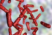 Bacillus clausii bactérias aeróbias Gram-positivas em forma de bastonete probiótico de cor vermelha restaurando a microflora do intestino . — Fotografia de Stock