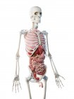 Modello di scheletro umano che dimostra l'anatomia maschile organi interni, illustrazione digitale . — Foto stock