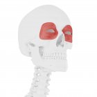 Menschliches Skelett mit rotfarbigem Muskel orbicularis oculi, digitale Illustration. — Stockfoto