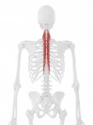 Human skeleton with red colored Semispinalis thoracis muscle, digital illustration. — Stock Photo