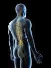 Anatomie der Rückennerven in abstrakter männlicher Silhouette, Computerillustration. — Stockfoto