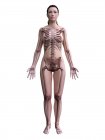Силуэт женского тела с видимым скелетом, цифровая иллюстрация
. — стоковое фото