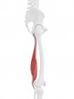 Esqueleto humano com vermelho colorido músculo Semimembranosus, ilustração digital . — Fotografia de Stock