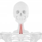 Human skeleton with red colored Sternohyoid muscle, digital illustration. — Stock Photo