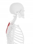 Muscles rhomboïdes dans les os dorsaux humains, illustration par ordinateur . — Photo de stock