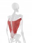 Человеческий скелет с подробным красным Latissimus dorsi мышцы, цифровая иллюстрация . — стоковое фото