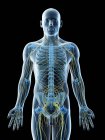 Sistema nervoso maschile nella silhouette del corpo, illustrazione del computer . — Foto stock