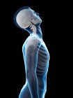 Male silhouette showing anatomy of neck injury, digital illustration. — Stock Photo