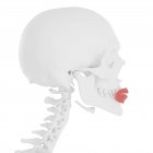 Esqueleto humano con músculo orbicular de color rojo, ilustración digital . - foto de stock