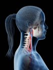 Sistema vascular de la cabeza humana femenina, ilustración por ordenador . - foto de stock