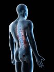 Мужская анатомия спины и скелетная система, компьютерная иллюстрация . — стоковое фото