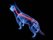 Silueta para perros con lomo de color rojo sobre fondo negro, ilustración digital
. - foto de stock