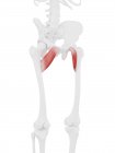 Menschliches Skelett mit rot gefärbtem Brustmuskel, digitale Illustration. — Stockfoto