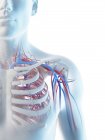 Кровеносные сосуды плеча человека, цифровая иллюстрация . — стоковое фото