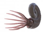 Antico animale ammonite su sfondo bianco, illustrazione al computer . — Foto stock