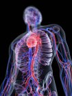 Herz-Kreislauf-System im normalen männlichen Körper, Computerillustration. — Stockfoto