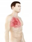 Polmoni in anatomia del corpo maschile, illustrazione al computer . — Foto stock