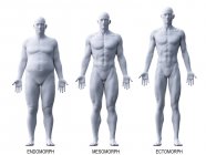 Male different body types, computer illustration. — Stock Photo