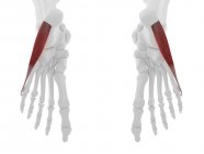 Частина скелета людини з деталізованим червоним Витяжним дигіті-м'язом, цифрова ілюстрація . — стокове фото