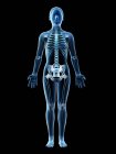Женский скелет и связки в прозрачном теле, компьютерная иллюстрация
. — стоковое фото