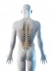 Anatomie dorsale masculine et système squelettique, illustration par ordinateur . — Photo de stock