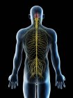 Anatomie der Rückennerven in abstrakter männlicher Silhouette, Computerillustration. — Stockfoto