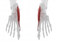 Частина скелета людини з деталізованим червоним акупунктурним м'язами, цифрова ілюстрація . — стокове фото