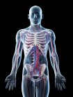 Male anatomy showing  vascular system, computer illustration. — Stock Photo