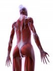 Estrutura realista da musculatura feminina, ilustração digital . — Fotografia de Stock