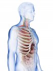 Modèle réaliste du corps humain montrant l'anatomie masculine avec des organes internes derrière les côtes, illustration numérique
. — Photo de stock