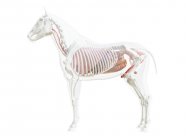 Anatomía del caballo y sistema esquelético, ilustración por ordenador . - foto de stock