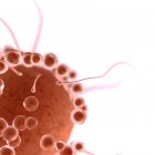 Ilustração conceitual digital da fertilização de óvulos com espermatozóides
. — Fotografia de Stock