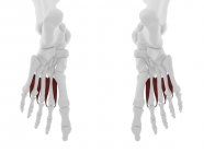 Parte scheletrica umana con dettagliato muscolo dorsale interosseo rosso, illustrazione digitale . — Foto stock