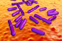 Purple couleur probiotique en forme de tige gram positif aérobie Bacillus clausii bactéries restaurer la microflore de l'intestin . — Photo de stock