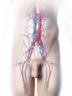 Vaisseaux sanguins abdominaux masculins, illustration numérique . — Photo de stock