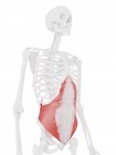 Модель скелета человека с детализированной мышцей Transversus брюшной полости, компьютерная иллюстрация
. — стоковое фото