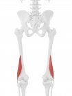 Parte scheletrica umana con dettagliato muscolo bicipite femorale rosso corto, illustrazione digitale
. — Foto stock