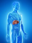 Anatomy of liver in male body silhouette, digital illustration. — Stock Photo