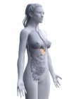 Прозорий силует жіночого тіла з жовтою кольоровою селезінки, цифрова ілюстрація. — стокове фото