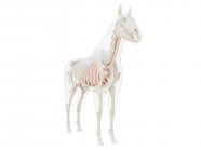 Horse anatomy and skeletal system, computer illustration. — Stock Photo