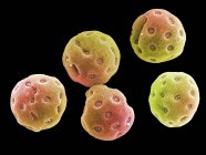 Colored scanning electron micrograph of pollen grains from convolvulus flower. — Stock Photo