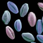 Colored scanning electron micrograph of pollen grains from Nymphaeaceae water lily flower. — Stock Photo