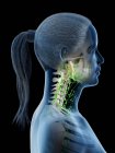 Vista lateral do sistema linfático feminino de cabeça e pescoço, ilustração digital . — Fotografia de Stock