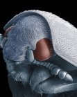 Micrografo elettronico di scansione della testa di scarabeo dermestide . — Foto stock
