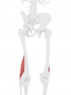 Parte scheletrica umana con dettagliato muscolo bicipite femorale rosso corto, illustrazione digitale . — Foto stock