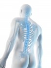 Huesos masculinos abstractos de la parte superior del cuerpo, ilustración por computadora . - foto de stock
