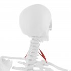 Human skeleton with red colored Scalene anterior muscle, digital illustration. — Stock Photo
