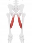 Parte scheletro umano con dettagliato muscolo rosso Adductor longus, illustrazione digitale
. — Foto stock